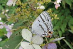 Teratozephyrus arisanus