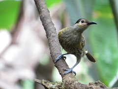 Xanthotis macleayanus