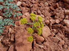 Cymopterus purpureus