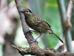 Xanthotis macleayanus