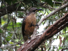 Ptiloris victoriae