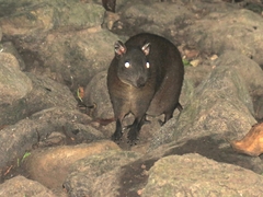 Hypsiprymnodon moschatus