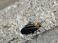 Acalymma trivittatum