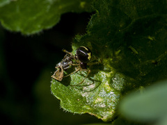 Neottiura bimaculata