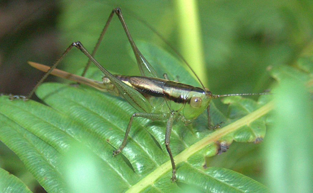Conocephalus trivittatus