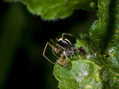 Neottiura bimaculata