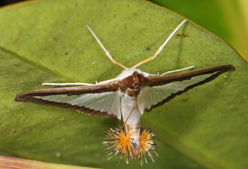 Melonworm Moth photo 4