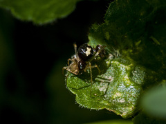 Neottiura bimaculata