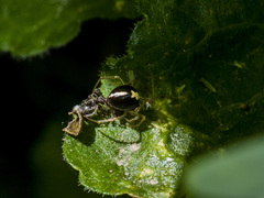 Neottiura bimaculata