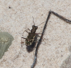 Neocicindela tuberculata