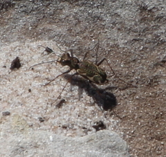 Neocicindela tuberculata