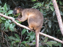 Dendrolagus lumholtzi