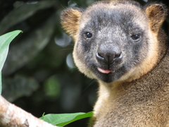 Dendrolagus lumholtzi