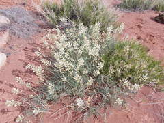 Astragalus flavus flavus