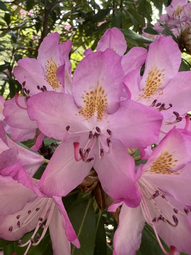 Rhododendron catawbiense