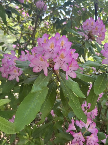Rhododendron catawbiense