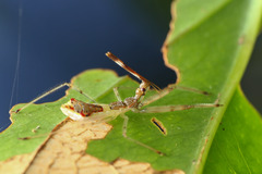 Epidaus