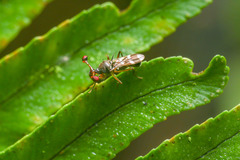 Teleopsis quadriguttata