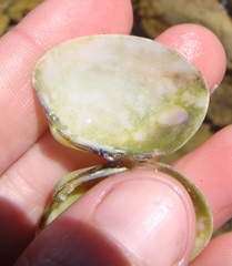 Venerupis largillierti