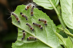 Euproctis kanshireia