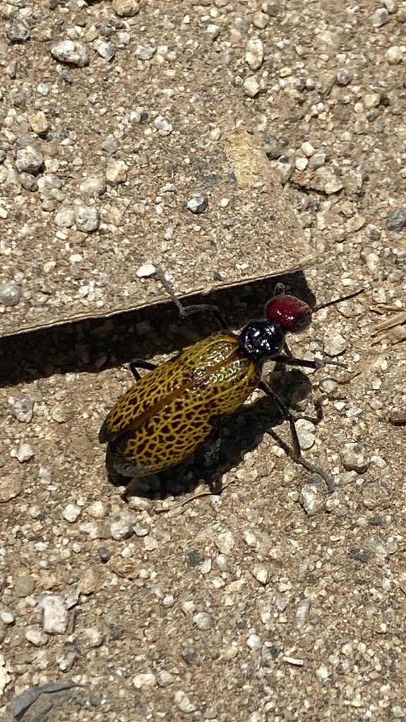 Tegrodera erosa