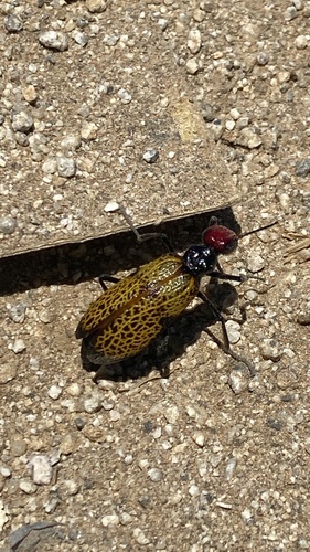 Tegrodera erosa