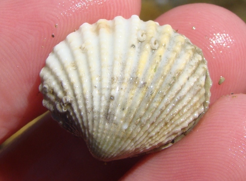 Purpurocardia purpurata