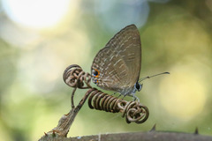 Jamides bochus formosanus