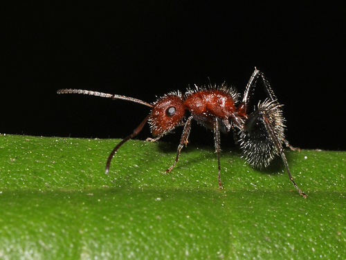Compact Carpenter Ant photo 3