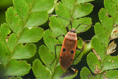 Physopelta quadriguttata