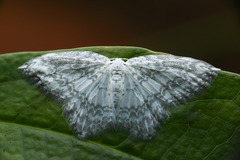 Leucodrepana serratilinea