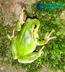 Hyla orientalis