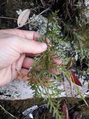 Asplenium haurakiense