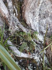 Asplenium haurakiense