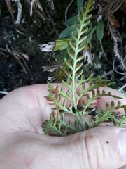 Asplenium haurakiense