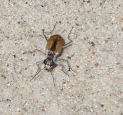 Zecicindela savilli