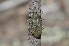Larinus latus