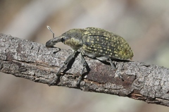 Larinus latus