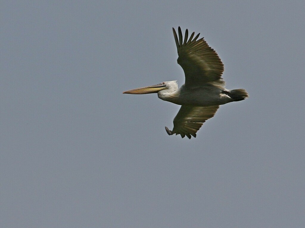 사다새 in 5월 2023 by Attila Steiner · iNaturalist 사다새 (Pelecanus crispus)