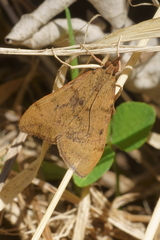 Uresiphita maorialis