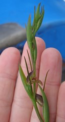 Orthoceras