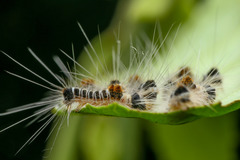 Euproctis kanshireia