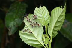 Euproctis kanshireia