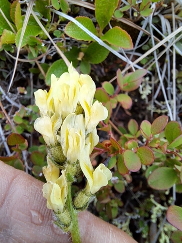 Image of Maydell's Point-Vetch (Oxytropis maydelliana) by (c) Syd Cannings, some rights reserved (CC BY)