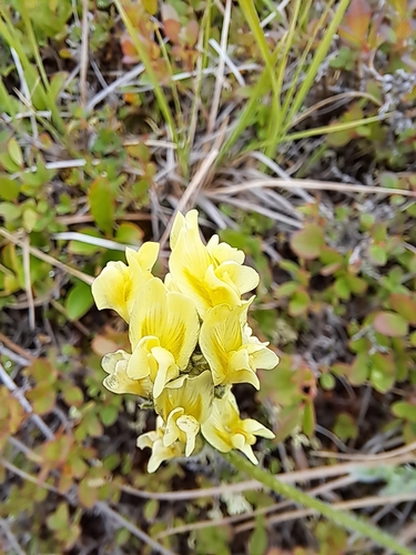 Image of Oxytropis maydelliana by (c) Syd Cannings, some rights reserved (CC BY)