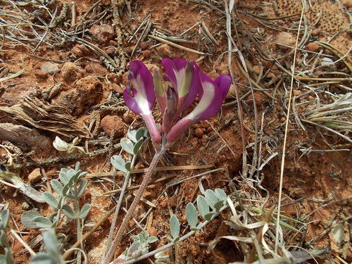Astragalus amphioxys var. vespertinus