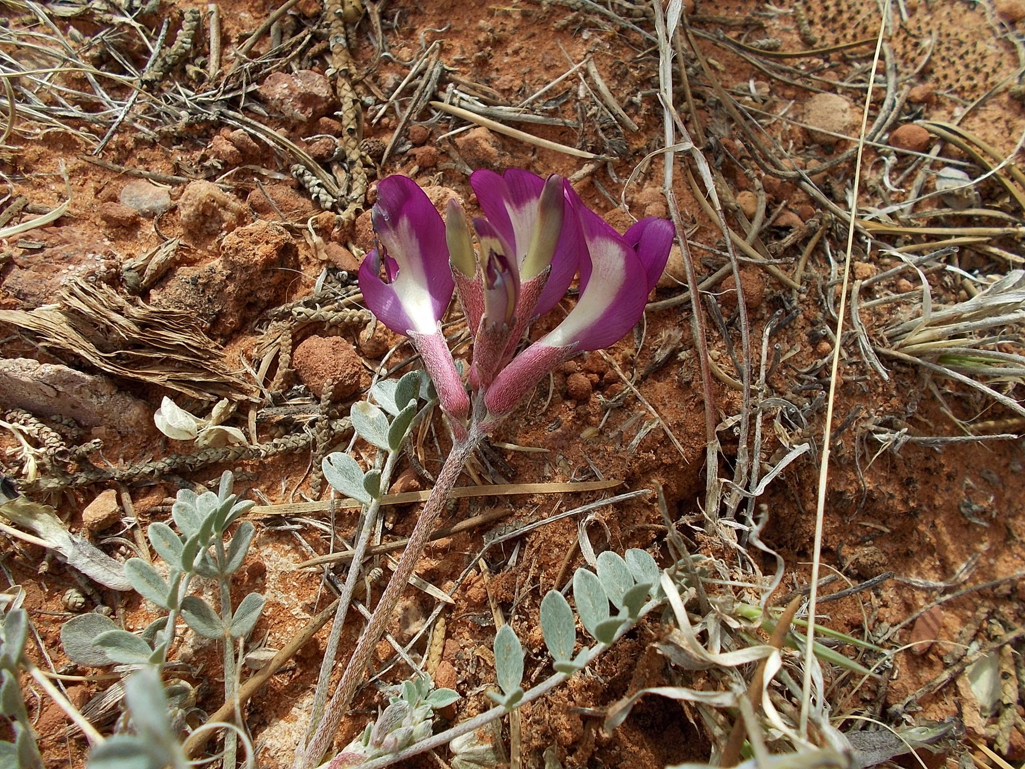 Astragalus amphioxys var. vespertinus