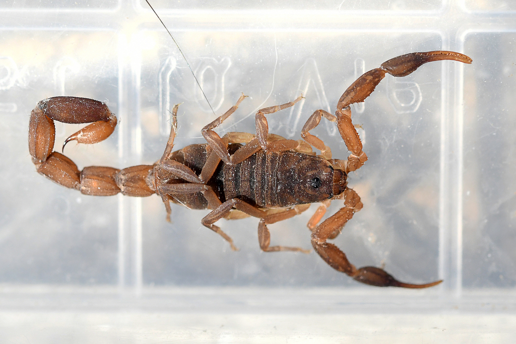 Plain Pygmy-Thicktail Scorpion
