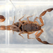 Plain Pygmy-Thicktail Scorpion - Photo (c) Marie Delport, some rights reserved (CC BY-NC), uploaded by Marie Delport