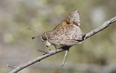 Trapezites phigalioides